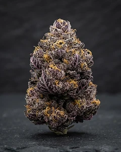 Peyote Critical Auto