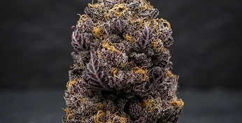 Peyote Critical Auto