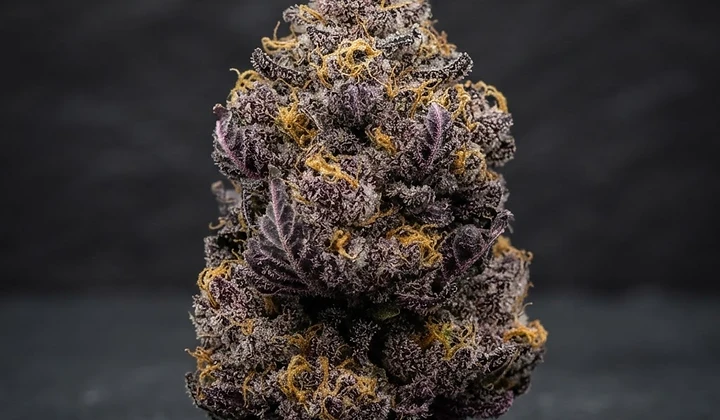 Peyote Critical Auto