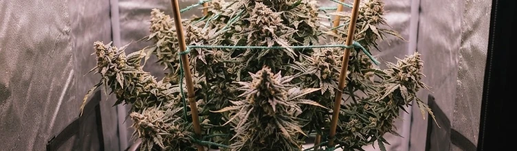 Autoflower Yield Per Plant: What to Expect and How to Get More