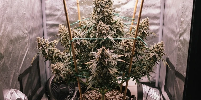 Autoflower Yield Per Plant: What to Expect and How to Get More