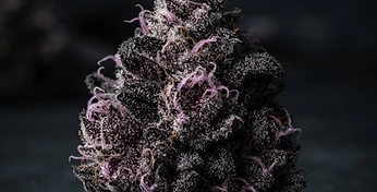 Sour Diesel Auto