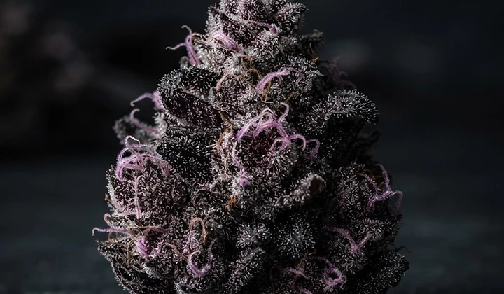 Sour Diesel Auto