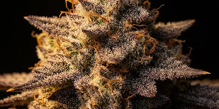 Additives Explained: Bloom Boosters, Silica, Sugars and Microbes