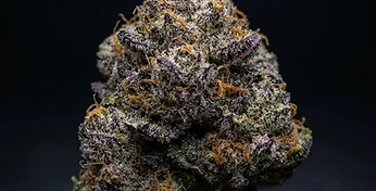 Royal Gorilla Auto