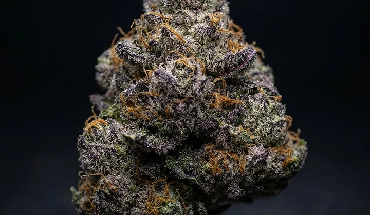Royal Gorilla Auto