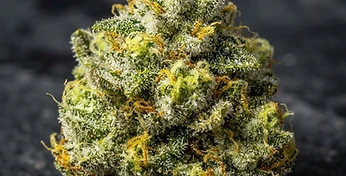 Auto Daiquiri Lime
