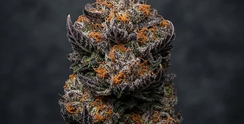 Blood Orange Sherbert
