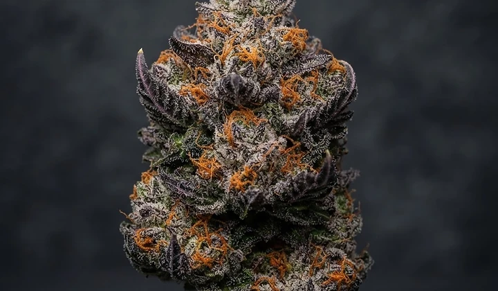 Blood Orange Sherbert