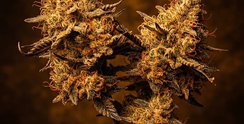 Amnesia XXL Auto