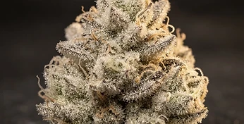Honey Cream Auto