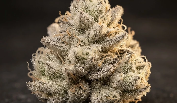 Honey Cream Auto