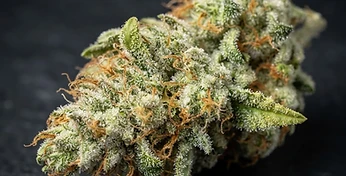 Amnesia Haze Auto