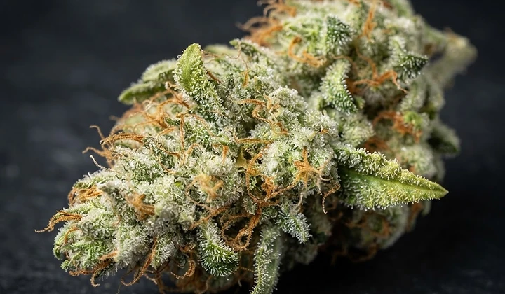 Amnesia Haze Auto