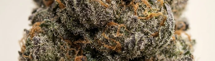 Frosted cannabis bud coated in white trichome glands