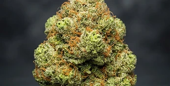 Bruce Banner Auto