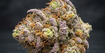 Mimosa Cake Auto
