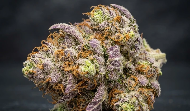 Mimosa Cake Auto