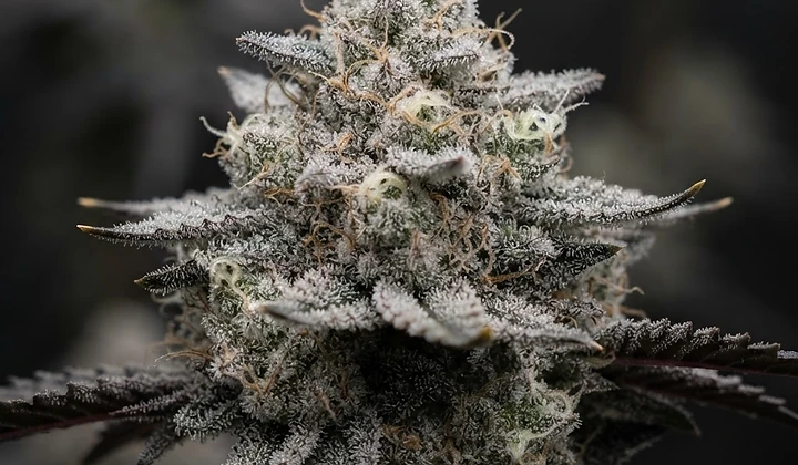 Auto White Widow