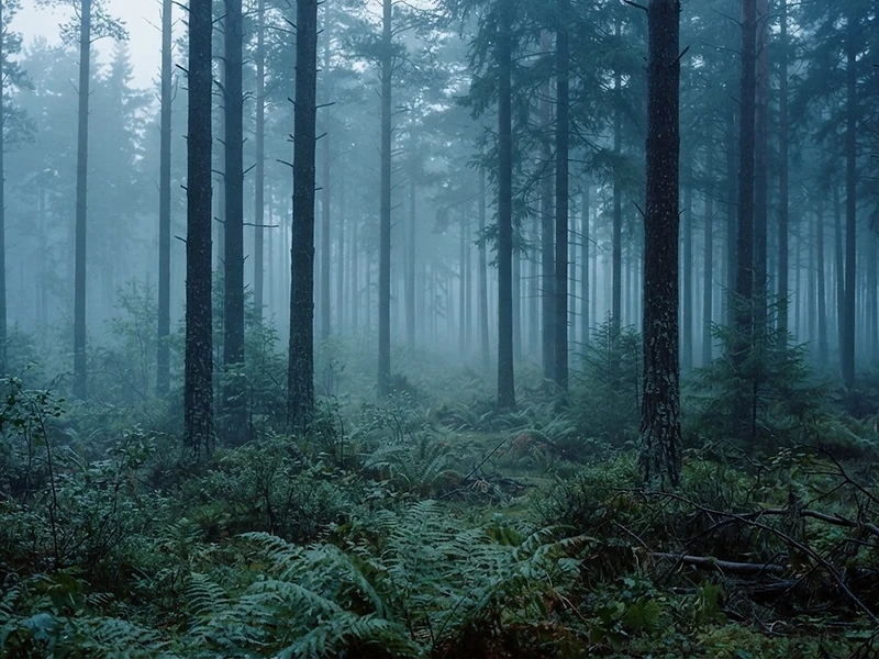 Misty forest at blue hour