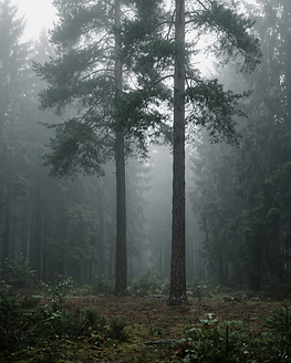 Two tall pine trees standing together in a foggy forest clearing
