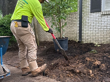 Full Lawn Renovation & Tree Installation