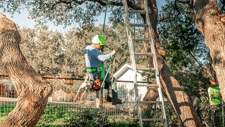 Tree Service checking new job requests on his phone