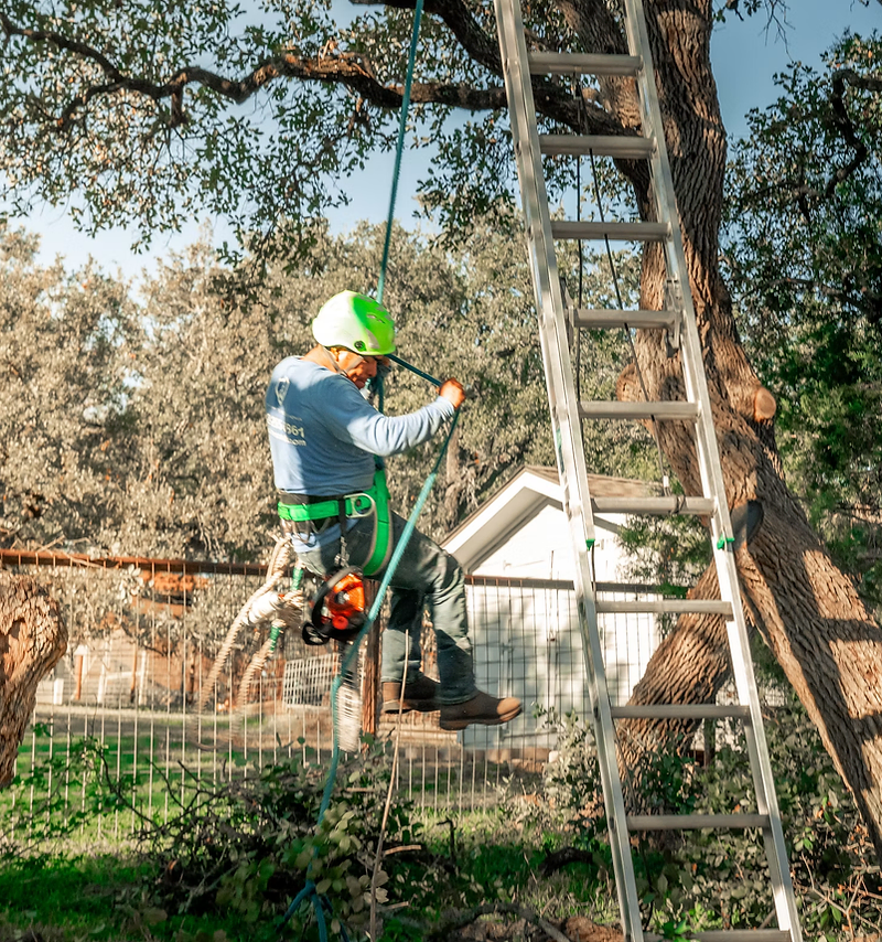 Tree service website design: arborist trimming a large backyard tree