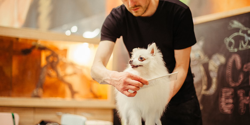 Pet Grooming website design consultation with Fullscale