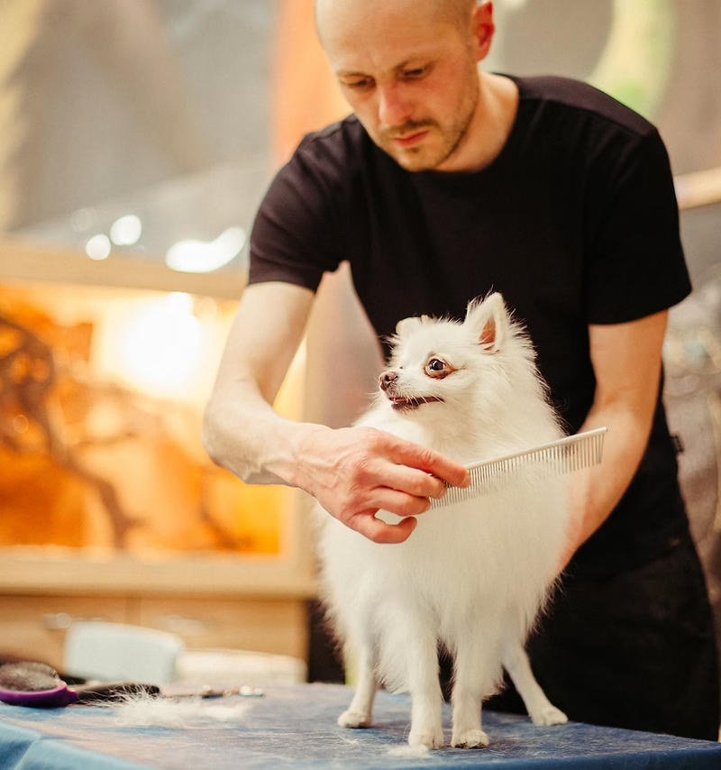Dog grooming website design: groomer trimming a fluffy dog on a grooming table