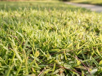 Centipede grass