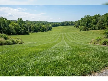 Bermuda grass