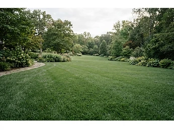Zoysia grass