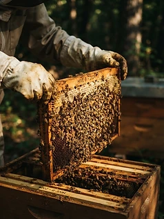 Backyard Beekeeping