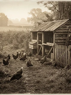 Raising Egg Laying Chickens