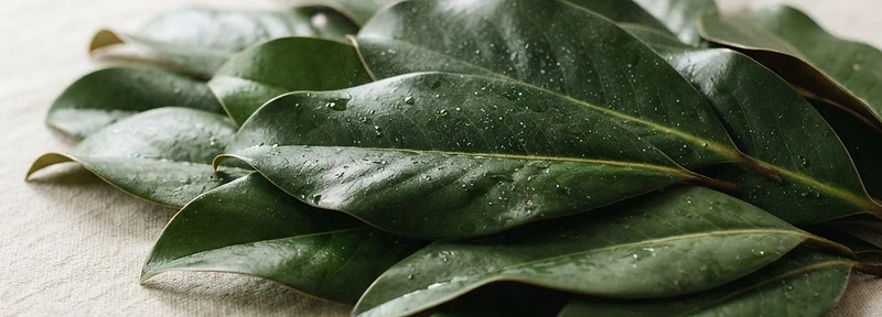 Fresh magnolia leaves layered on cream linen