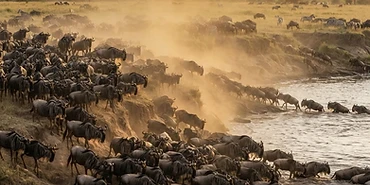 The Great Migration: A Month-by-Month Guide