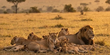 Kenya Safari Planning Guide: Where to Go and for How Long