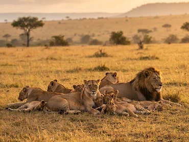 3-Day Maasai Mara Safari