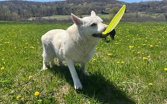 A white dog with a frisbee in the meadow