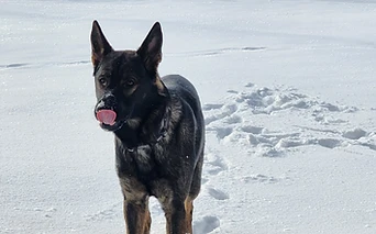 A German Shepherd in the snow