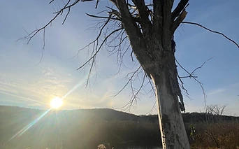A bare tree at sunset by the pond
