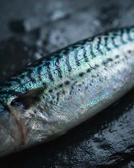 Close-up of iridescent wild mackerel scales in blue, teal and silver.
