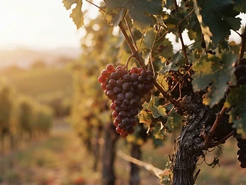 Dark red grapes on the vine at golden hour