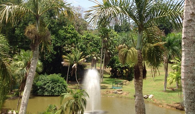 A fountain spraying over a pond in a tropical garden