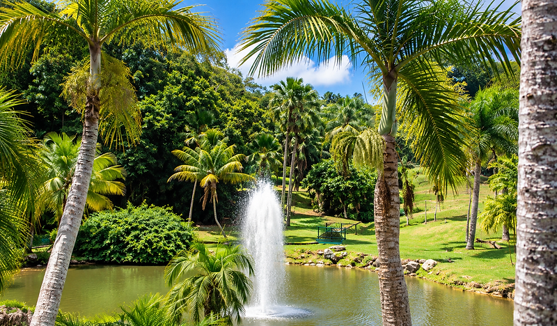 Palm trees and a fountain in a sunlit park in San Juan