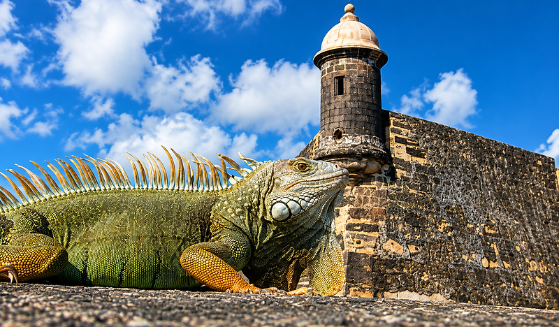 An iguana on the stones of the old city wall, with a garita behind it