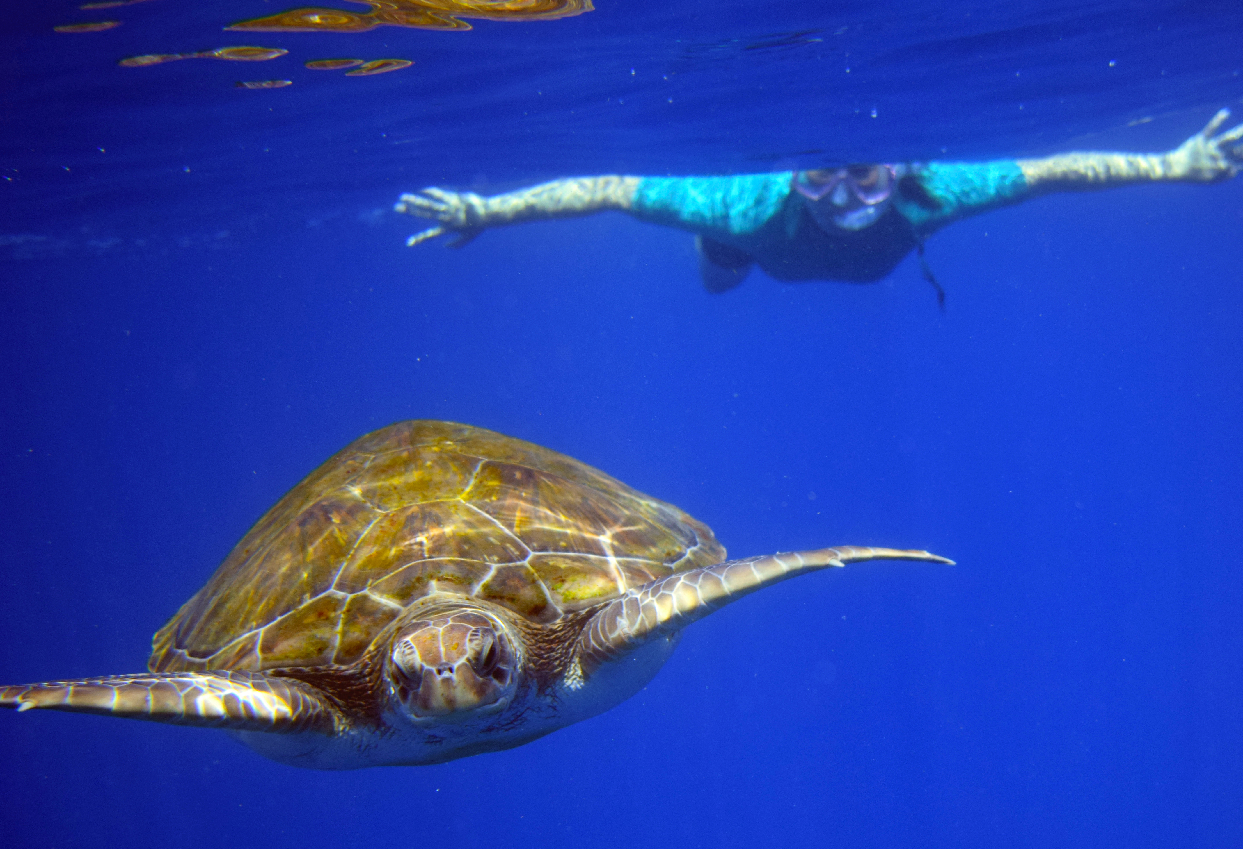 Sea turtle and snorkeller in Tenerife