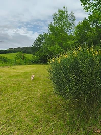 Les promenades au pré