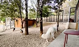 Les chiens sur le terrain du centre OcciCani